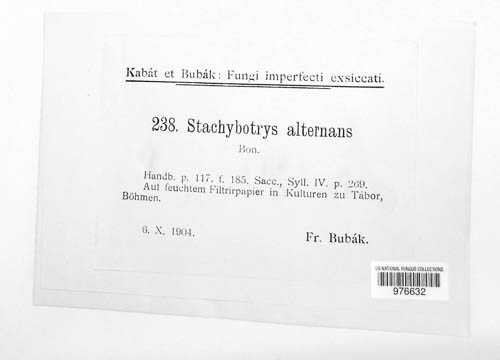 Stachybotrys image